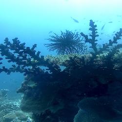 Raja Ampat – Wayag – Piaynemo&nbsp;Trip